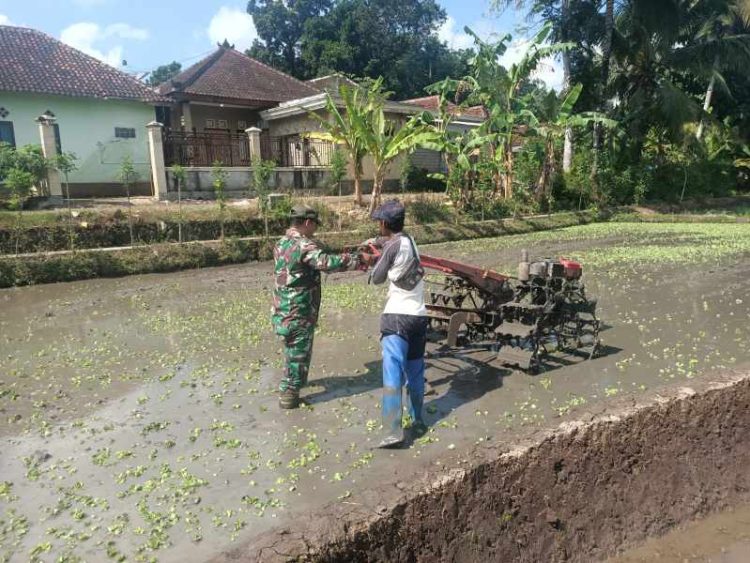 Penuh Semangat Babinsa Desa Karangdoro Banyuwangi Bantu Petani Pengolahan Lahan