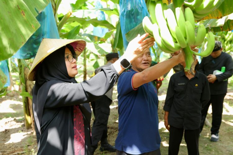 Harga Stabil dan Banyak Diminati, Banyuwangi Pacu Produksi Pisang Cavendish