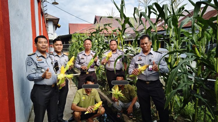 WBP Panen Jagung, Lapas Banjarmasin Berikan Pembinaan Kemandirian Berkebun