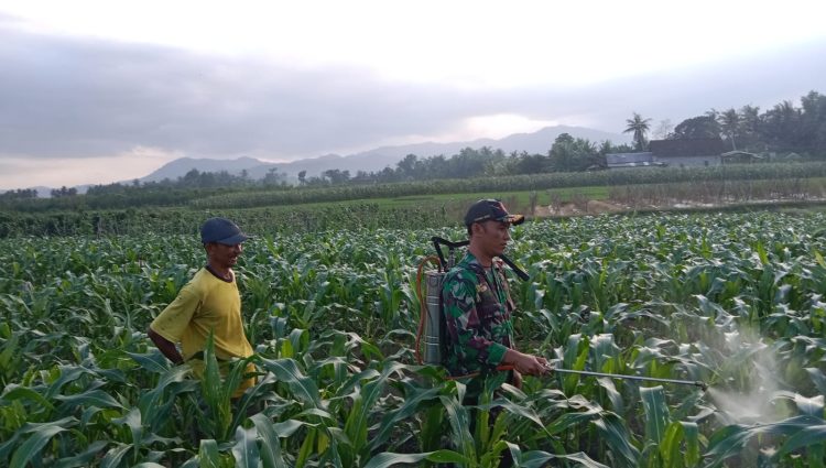 Dukung Ketahanan Pangan, Babinsa Ringintelu Bantu Petani Melaksanakan Penyemprotan