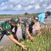 Koramil 0825/17 Muncar Tanam Mangrove Bersama Masyarakat