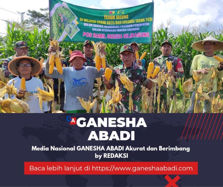 Babinsa Desa Barurejo Bantu Petani Panen Jagung di Siliragung