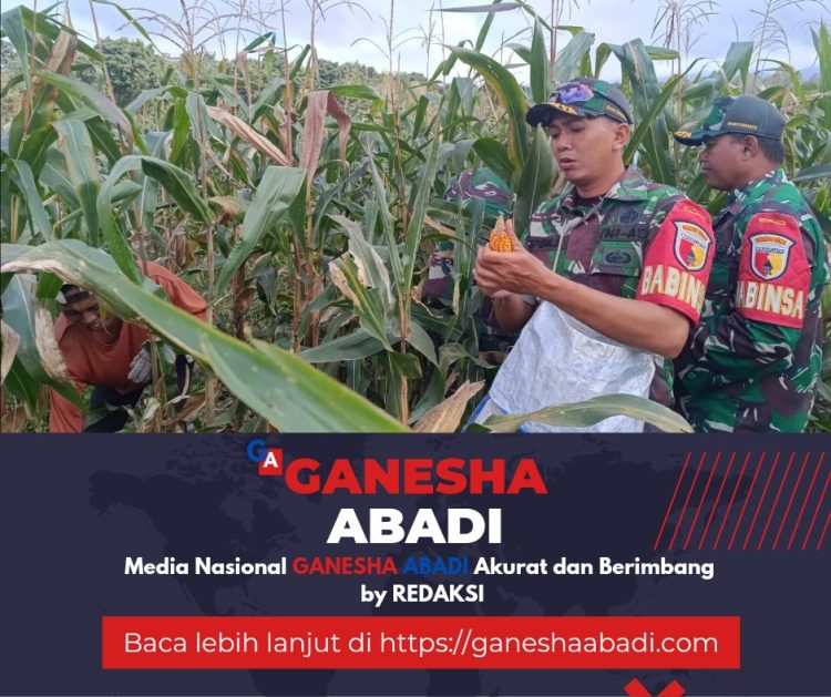 Babinsa Posramil Licin Bantu Petani Panen Jagung