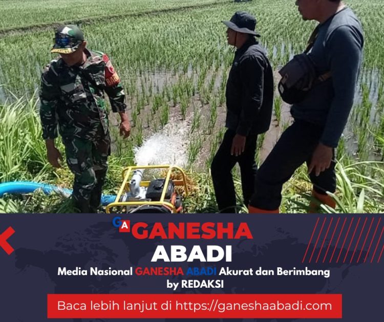 Babinsa Wongsorejo Dampingi Petani, Dukung Swasembada Pangan