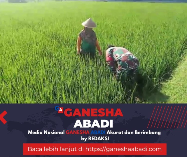 Babinsa Berjibaku dengan Gulma, Dorong Meningkatnya Hasil Panen Petani