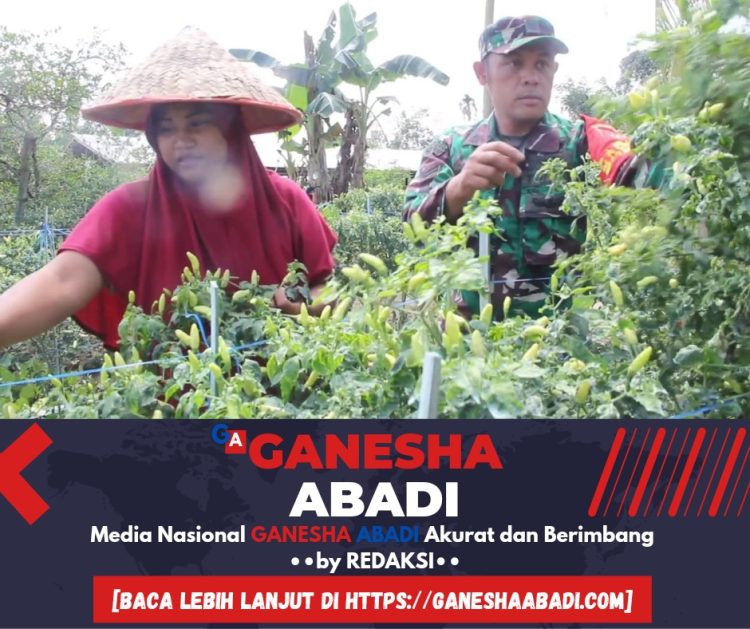 Sertu Irwan Yuliadi Membangun Ekonomi Lewat Berkebun Cabe di Barabai