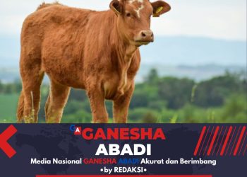 Masalah Pengadaan Sapi di Desa Widodaren