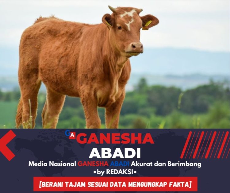 Masalah Pengadaan Sapi di Desa Widodaren