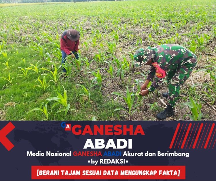 Babinsa Koramil 0825/14 Kabat Bantu Petani Jagung Labanasem