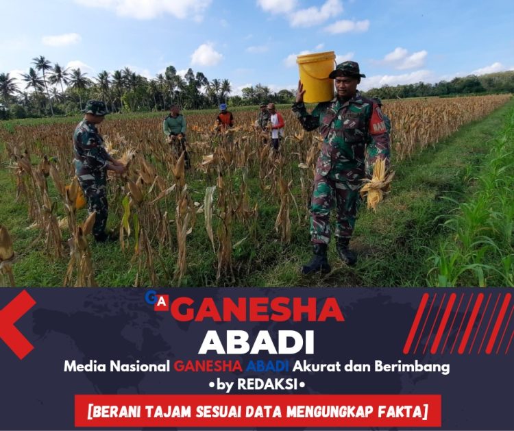 Babinsa 0825/23 Dampingi Petani Panen Jagung di Tegalsari