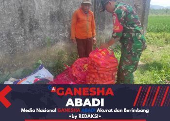 Babinsa Koramil 0825/05 Kalibaru Bantu Panen Jagung