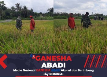 Babinsa Wringinrejo Bantu Petani Padi di Gambiran Banyuwangi