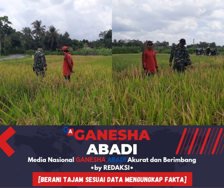 Babinsa Wringinrejo Bantu Petani Padi di Gambiran Banyuwangi