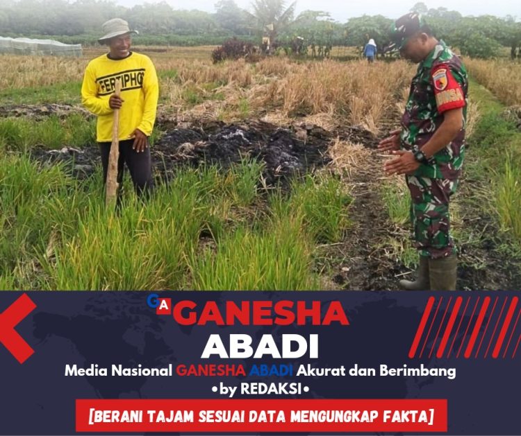 Babinsa 0825-14 Tegalsari Bantu Petani Tanam Jagung di Banyuwangi