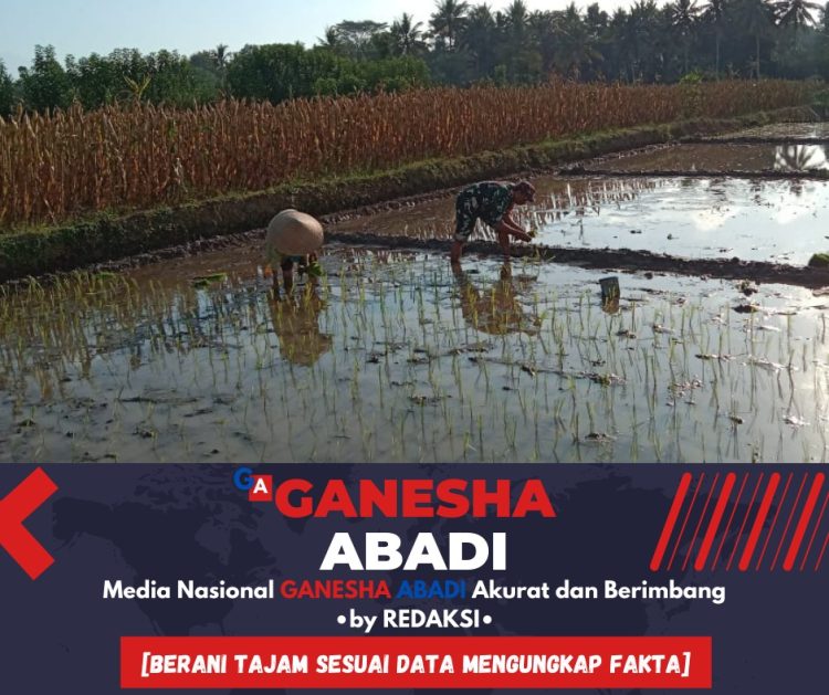 Babinsa 0825/13 Singojuruh Bantu Petani Rawat Padi