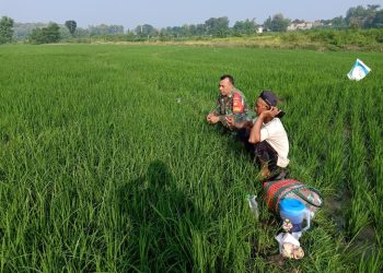 Babinsa Klego Dengarkan Keluhan Petani Lewat Komsos