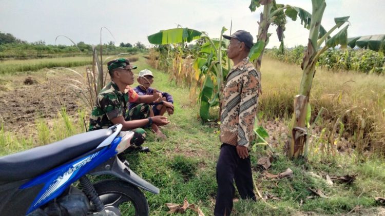 Babinsa Turun ke Sawah, Dengarkan Keluh Kesah Petani di Musim Kemarau