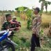 Babinsa Turun ke Sawah, Dengarkan Keluh Kesah Petani di Musim Kemarau
