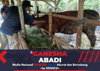 Pemkab Banyuwangi Genjot Program “SMS PISAN” untuk Sapi Indukan
