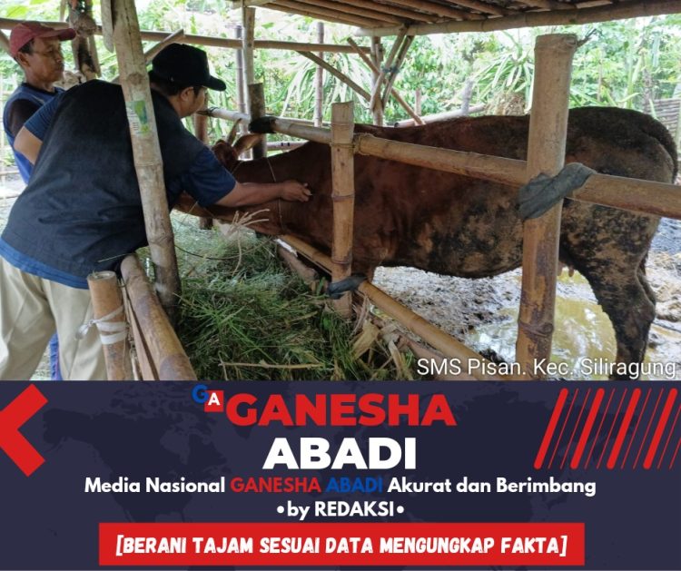Pemkab Banyuwangi Genjot Program “SMS PISAN” untuk Sapi Indukan