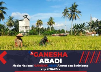 Tingkatkan Produktivitas Padi di Labuan Amas Utara, Babinsa Sahabat Petani