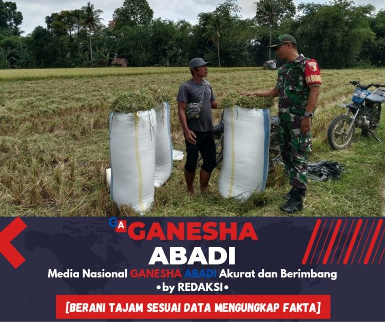 Babinsa Dampingi Panen Padi di Srono, Tingkatkan Ketahanan Pangan