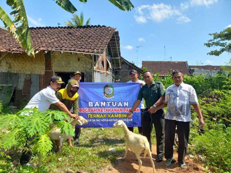 Babinsa Koramil 0825/06 Gambiran Sukses Dampingi Warga Tingkatkan Ketahanan Pangan Melalui Budidaya Kambing