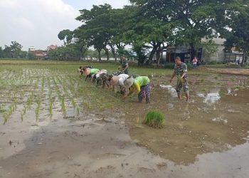 Danramil dan Anggota Turun Sawah, Bantu Petani Tanam Padi