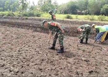Tingkatkan Ketahanan Pangan, Babinsa Bantu Warga Tanam Jagung 
