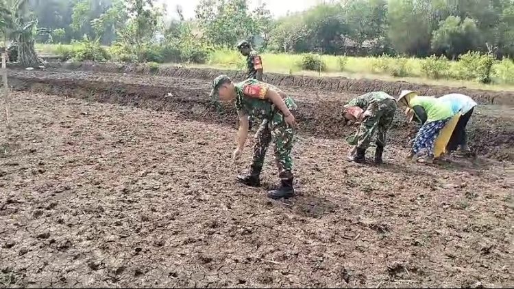 Tingkatkan Ketahanan Pangan, Babinsa Bantu Warga Tanam Jagung 