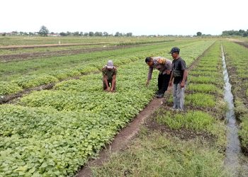 Polsek Tulangan Laksanakan Penanaman Sayur Bersama Petani di Desa Grabangan dalam Rangka Mendukung Asta Cita