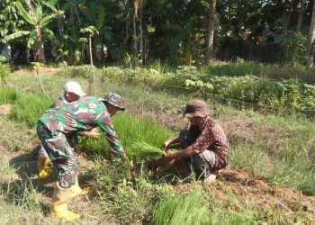 Wujudkan Ketahanan Pangan, Babinsa Haruyan Jadi Garda Terdepan