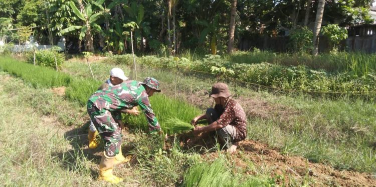 Wujudkan Ketahanan Pangan, Babinsa Haruyan Jadi Garda Terdepan