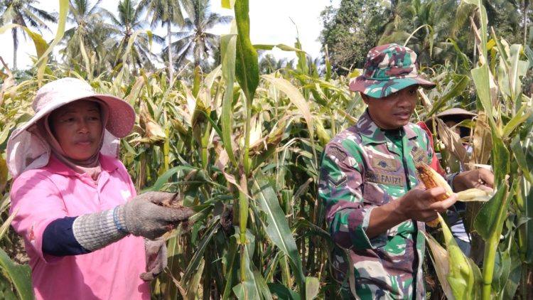 Babinsa Glenmore Bantu Petani Panen Jagung untuk Dukung Ketahanan Pangan