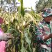 Babinsa Glenmore Bantu Petani Panen Jagung untuk Dukung Ketahanan Pangan