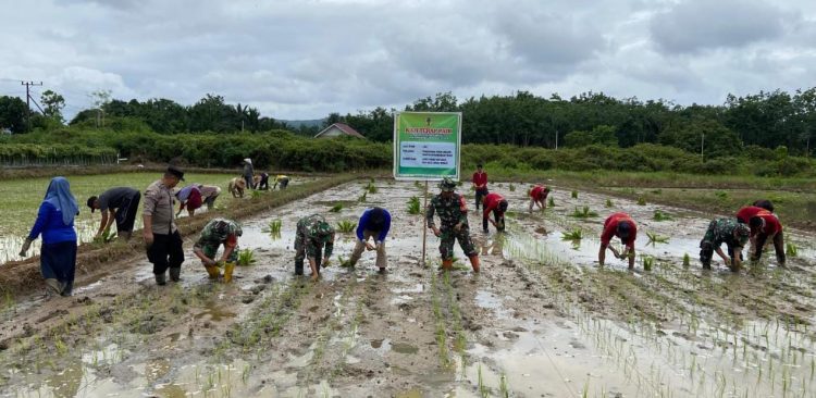 TNI-Polri Tanam Padi di Limpasu, Dukung Ketahanan Pangan Nasional