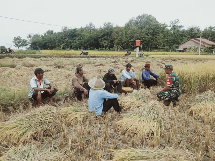 Babinsa Klego Dampingi Petani Jaten Panen Padi, Wujudkan Ketahanan Pangan di Boyolali