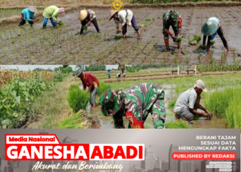 Dukung Swasembada Pangan, Babinsa Kebunduren Turun Langsung Bantu Petani Tanam Padi