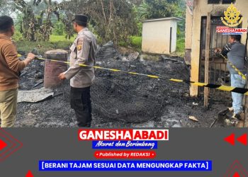 Si Jago Merah mengamuk di bangunan bekas workshop PT SBP Sinar Buni Pertiwi di Dusun III Desa Belani