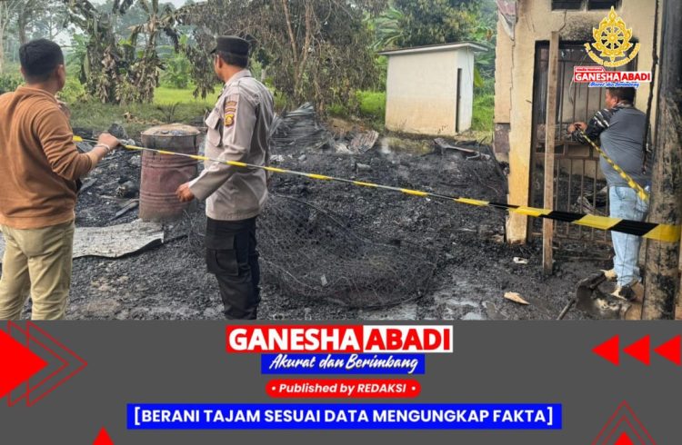 Si Jago Merah mengamuk di bangunan bekas workshop PT SBP Sinar Buni Pertiwi di Dusun III Desa Belani