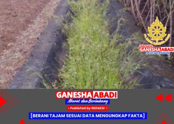 Petani di Musi Rawas Keluhkan Kekeringan, Saluran Irigasi Tak Mengalir Bertahun-tahun
