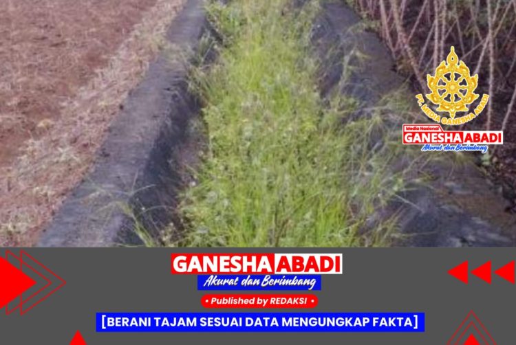 Petani di Musi Rawas Keluhkan Kekeringan, Saluran Irigasi Tak Mengalir Bertahun-tahun