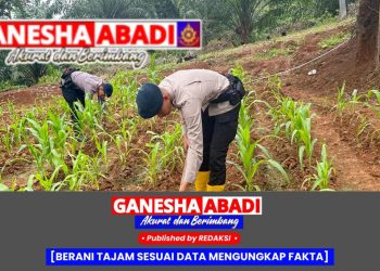 Batalyon B Pelopor Brimob Sumsel Gencarkan Perawatan Lahan Jagung untuk Ketahanan Pangan