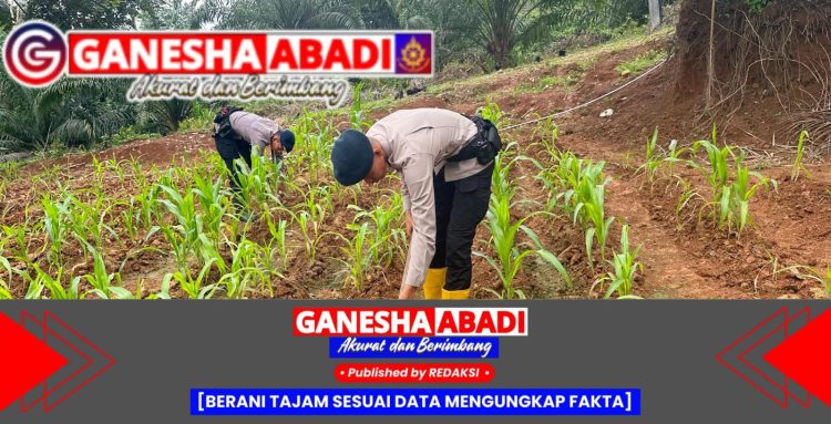 Batalyon B Pelopor Brimob Sumsel Gencarkan Perawatan Lahan Jagung untuk Ketahanan Pangan