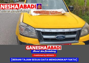Mobil Dinas Ford Ranger Terbengkalai di Mandailing Natal, Warga Jadikan Tempat Jemur Kopi
