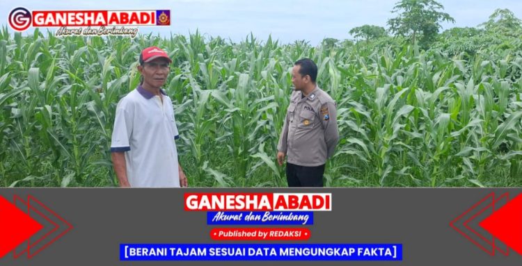 Kapolsek Tarik Tinjau Lahan Jagung di Desa Gampingrowo untuk Dukung Ketahanan Pangan