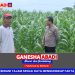Kapolsek Tarik Tinjau Lahan Jagung di Desa Gampingrowo untuk Dukung Ketahanan Pangan