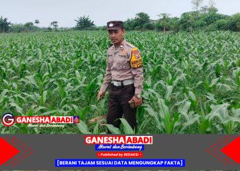 Bhabinkamtibmas Polsek Tarik Polresta Sidoarjo Aktif Kawal Program Pangan, Tinjau Lahan Jagung Warga