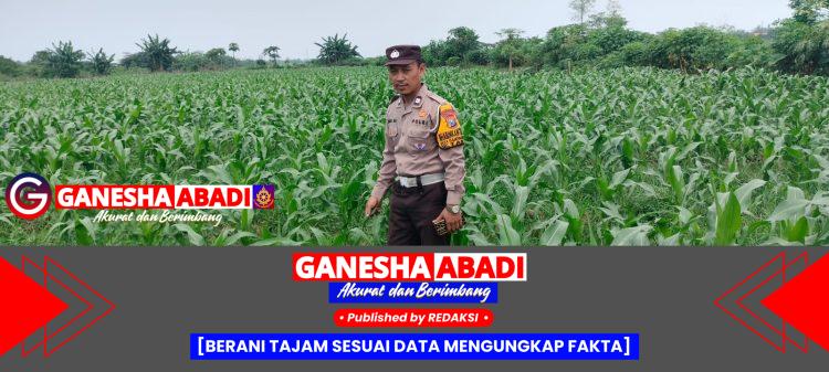 Bhabinkamtibmas Polsek Tarik Polresta Sidoarjo Aktif Kawal Program Pangan, Tinjau Lahan Jagung Warga