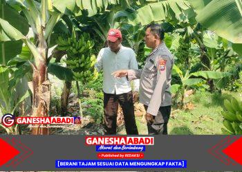 Dukung Program Asta Cita Bidang Ketahanan Pangan Bhabinkamtibmas Desa Kalanganyar Kunjungi Lahan Tanaman Pisang